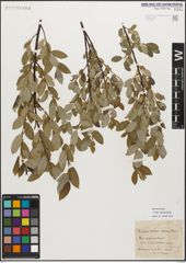 Foto von Salix myrsinifolia Salisb.